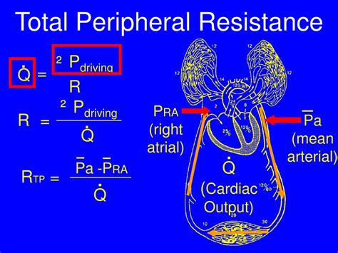 peripheral resistance meaning|Iba pa.